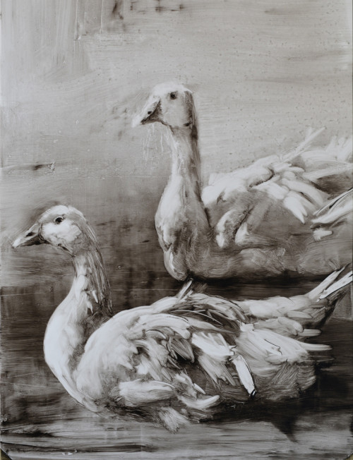 Geese-52,5x35-oil on plastic sheet-2015