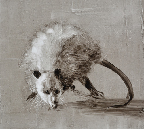Opossum-22,5x25cm-oil on plastic sheet-2015